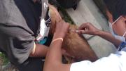 Zoonosis refuerza vacunación antirrábica en La Maica