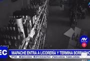 Un mapache fue hallado en estado de ebriedad en el baño de una licorería en EE.UU.