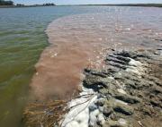 Roque Pérez: Procesaron al titular de un frigorífico acusado de un grave hecho de contaminación en el Río Salado