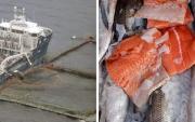 Medio británico The Guardian recoge cuestionamientos al salmón chileno