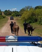 Operativo en Pueblo Belén por retiro de equinos sueltos