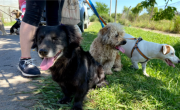 Qué hacer con las mascotas cuando mueren: así es el servicio gratuito en Buenos Aires