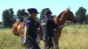 Operativo Centauro: Policía de Montevideo retiró de la vía pública a más de 60 caballos