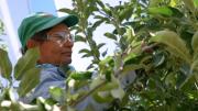 Esto es de ellas: cómo logró un gigante frutícola de la Patagonia su premio más preciado