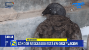 Zoonosis rescata a un cóndor andino en Cercado y coordina su recuperación