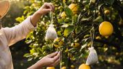 Árbol limonero: por qué recomiendan colgar sacos de té en sus ramas y para qué sirve