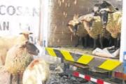 Arequipa: Campesino denuncia el robo de 34 ovejas –