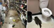 Video: Mapache causa estragos tras emborracharse en una licorería y queda dormido en el piso