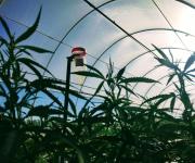 El primer laboratorio de cannabis medicinal en la Patagonia entra a su etapa final de la mano del INTA