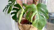 Cuál es el mejor momento del año para podar una Monstera o Costilla de Adán y potenciar su crecimiento