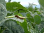 Alertan sobre plagas que pueden causar graves daños en etapas iniciales de soja y maíz