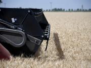 Campaña agitada para el trigo: cosecha récord, precios en mínimos y el primer negocio con uno de los principales mercados a nivel mundial