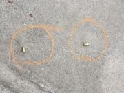 Ataque a tiros “sin mediar palabra” dejó a tres jóvenes heridos en Tacuarembó: qué se sabe