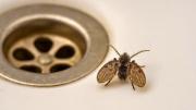 El insecto de baño que todos ignoran, pero que revela contaminación en tuberías y desagües