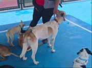 El Perrotón navideño promueve la adopción de mascotas adultas y enfermas