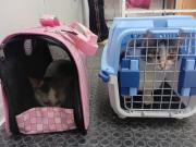 Operativo Castraciones en Añelo: decenas de mascotas fueron esterilizadas para prevenir la sobrepoblación