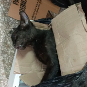 Investigan envenenamiento de 10 mascotas en la Atlántida