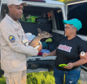 Rescatan venadito matacán extraviado en zona urbana de La Guaira; será reubicado en el Waraira Repano