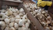 El país que produce más de la mitad del ajo del planeta Tierra y cómo lo usa como herramienta de poder