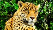 CONCEPCIÓN DECLARA AL JAGUAR COMO PARTE DE SU PATRIMONIO NATURAL