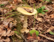 Proliferación de hongos venenosos en California: hay un fallecido y varios niños hospitalizados