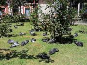 Asambleísta denuncia maltrato a palomas en Tarija y alerta que la plaza no se limpia del veneno tóxico que pone en riesgo a los niños