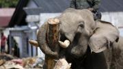 [Fotos] Elefantes ayudan a limpiar escombros tras fatales inundaciones en Indonesia