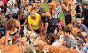 Los Golden Retriever coparon Palermo en un nuevo récord mundial