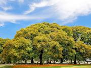 Dónde están y por qué lloran las tipas, el árbol que cada diciembre pinta de amarillo las calles de la Ciudad