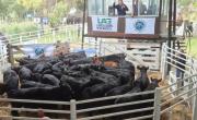 La Agrícola Ganadera cierra el año con Angus del Sudeste en Tres Arroyos