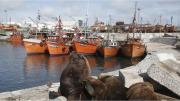 Mar del Plata endurece sanciones por derrames de camiones pesqueros dentro del puerto