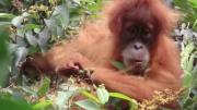 Orangutanes en peligro tras la devastación de su hábitat por las inundaciones en Indonesia