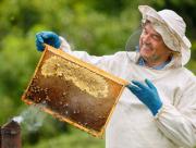 Cámara de Representantes /Aprobó la creación del Día del Apicultor, un reconocimiento con sello salteño