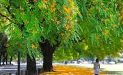 El árbol que llora cada diciembre y pinta de amarillo las calles de Buenos Aires