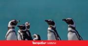 Santa Cruz rastrea a los pingüinos de Magallanes para conocer sus rutas en el mar