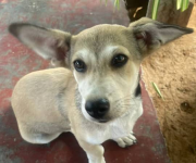 Se extravió Tonki en el sector El Silencio, municipio San Francisco