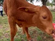 Robaron un ternero que tenían como mascota en una escuela y lo faenaron: Jamás imaginamos este nivel de crueldad
