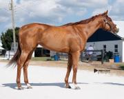 Llega a la Rinconada la primera hija de Justify que costó $500.000 como dosañera