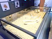 En Los Vilos el pasado susurra: Inauguran sala que expone al vestigio humano más antiguo de Sudamérica