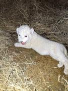 Falleció cría de león en Zoológico de Las Delicias