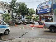 Sin heridos ni daños /En pleno centro cayó un árbol de gran porte