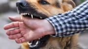 Un hombre fue mordido por un perro y la familia deberá pagarle terapia durante un año