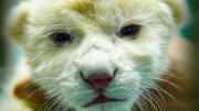 En el Zoológico de Maracay fallece un cachorro de león blanco