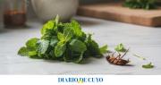 Cuál es la planta que ahuyenta para siempre de tu casa a las cucarachas