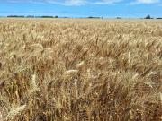 La campaña de trigo sigue impresionando: ahora estiman que se producirán 27,7 millones de toneladas