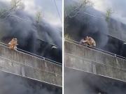 Una mujer que quedó atrapada en un incendio arriesga su vida y salva a sus mascotas antes de que la rescaten