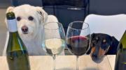 Floki y China, los perritos mendocinos famosos por tener su propia marca de vinos