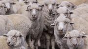 SENASA declaró la alerta sanitaria en Chubut por sarna ovina