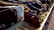 En los feedlots esperan nuevas mejoras para el precio del gordo