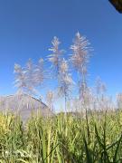 De miles de plántulas de caña solo unas pocas avanzan